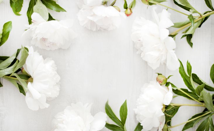 Flat-lay Photography Of Camellia Photo