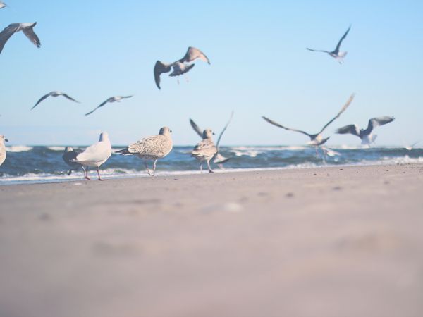 Flock Of Gulls On Shore Near Ocean At Daytime Photo