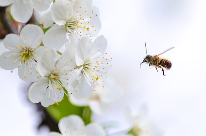 Flying Bee Towards White Flowers Photo
