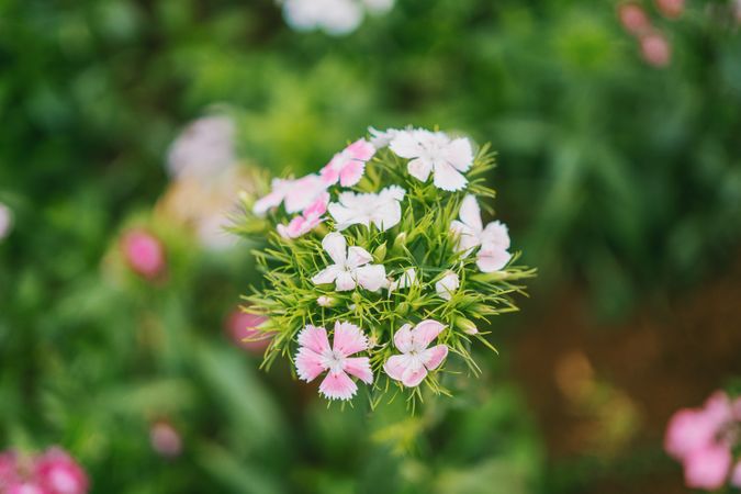Focus Photography Of White And Pink Flowers Photo