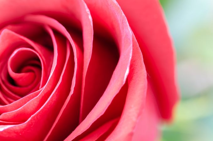 Focused Red Rose Photo