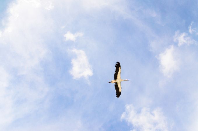 Free Flying Bird In Sky Photo