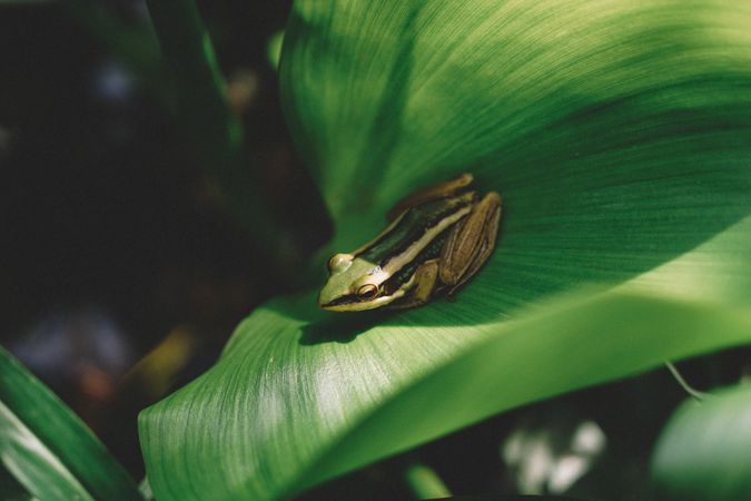 Frog On Green Leaves Photo