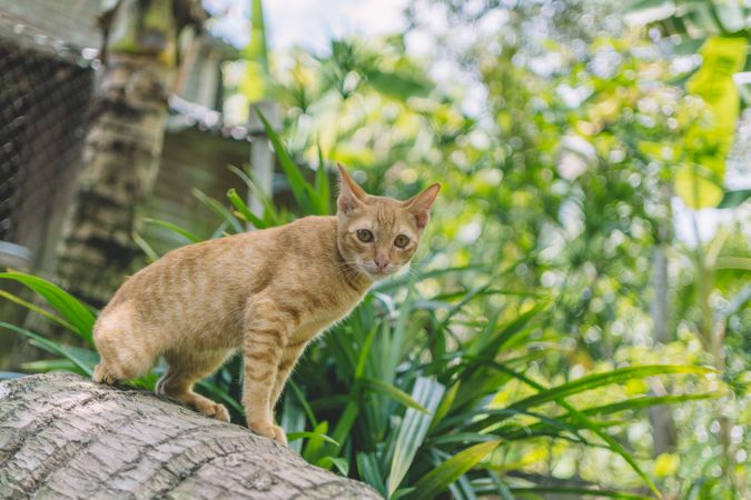Gold Tabby Cat Roaming In Garden Photo