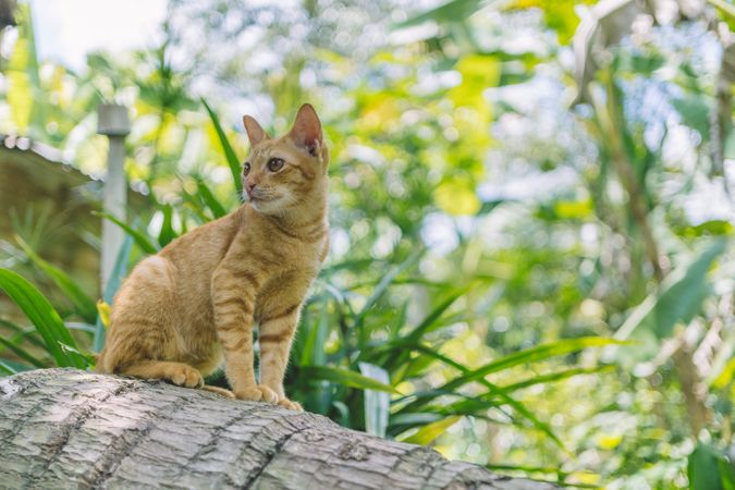 Golden Cat Standing On Cuted Tree In Garden Photo