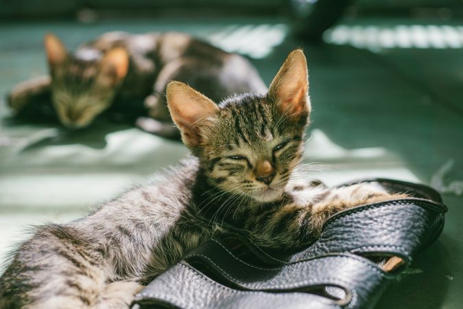 Gray Coated Cat On Black Leather Sandals Photo