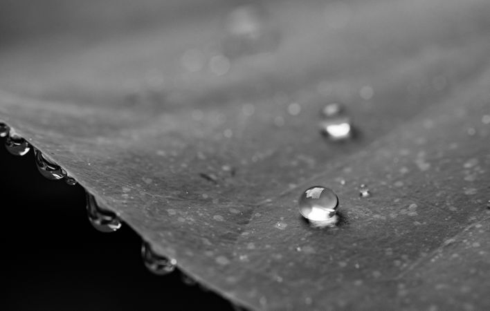 Grayscale Photography Of Water Droplets Photo