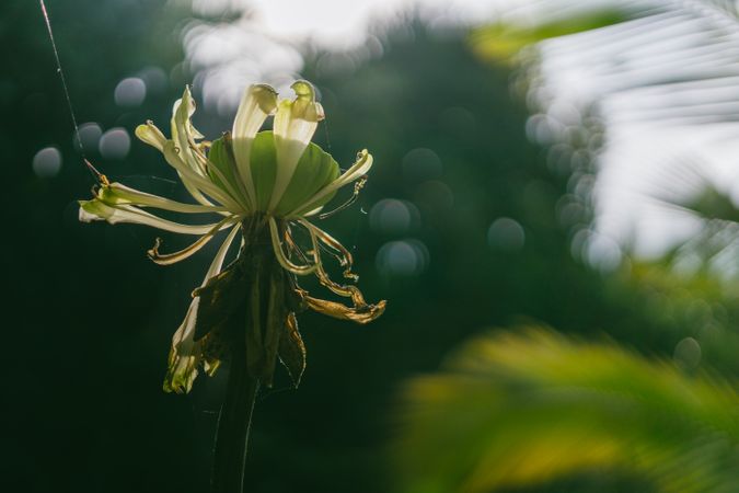 Green And Yellow Flower Photo