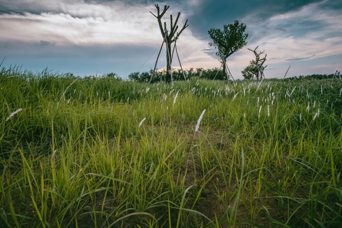 Green Grass Field Photo