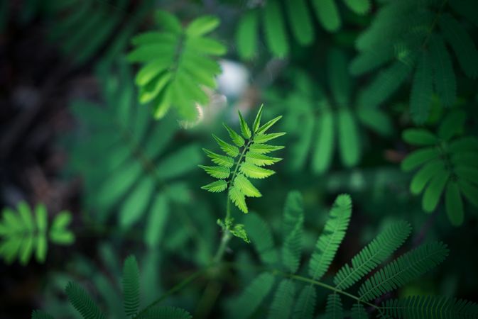 Green Leaf Plant Photo