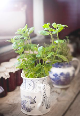 Green Leaf Potted Plant Photo