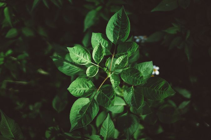 Green Leaves Photo