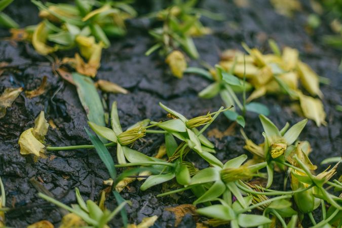 Green Leaves On Mud Photo