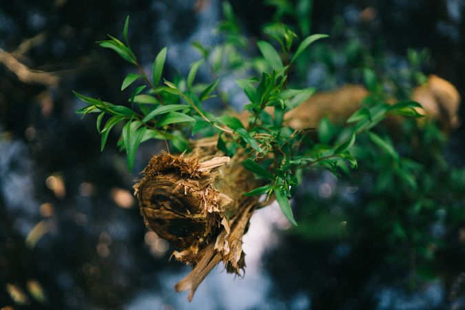 Green Leaves On Tree Photo