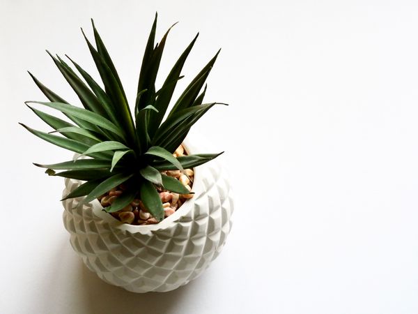 Green Pineapple Plant On White Vase Photo