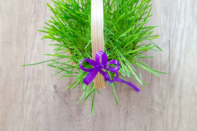 Green Plant Basket Photo