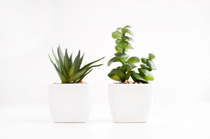 Green Potted Plant With White Background Photo