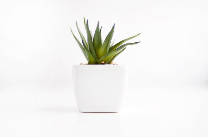 Green Potted Plant With White Background Photo