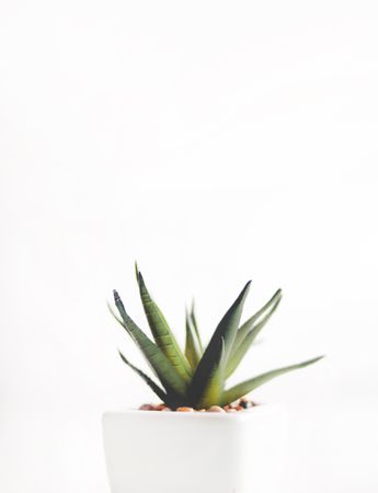 Green Potted Plant With White Background Photo