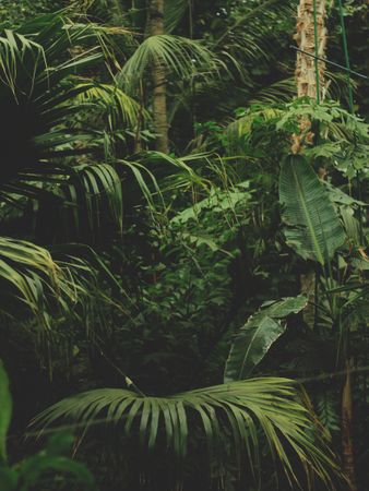 Greenery In Forest Photo