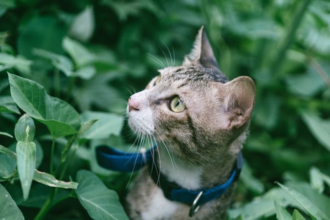 Grey Cat Surrounded By Green Leaves Photo