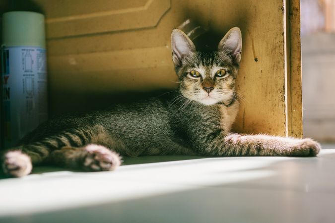Grey Tabby Cat Lying Beside Brown Wooden Door At Daytime Photo