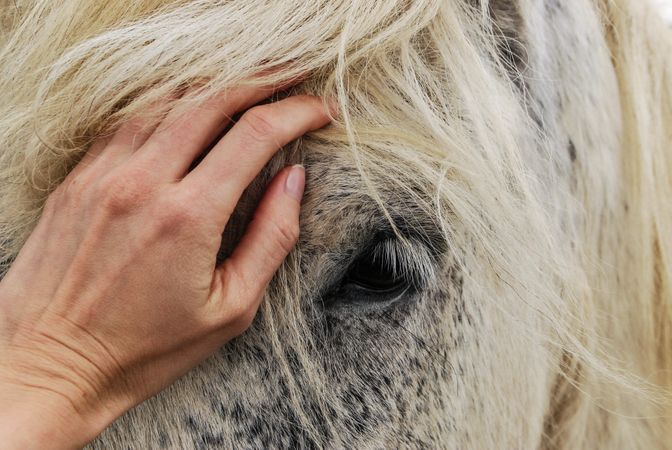 Hand On Horses Face Photo