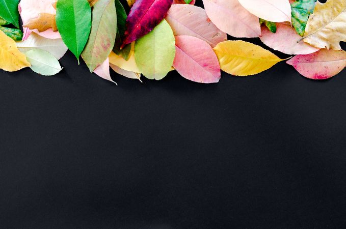 Hanging Down Autumn Leaves On Black Background Photo