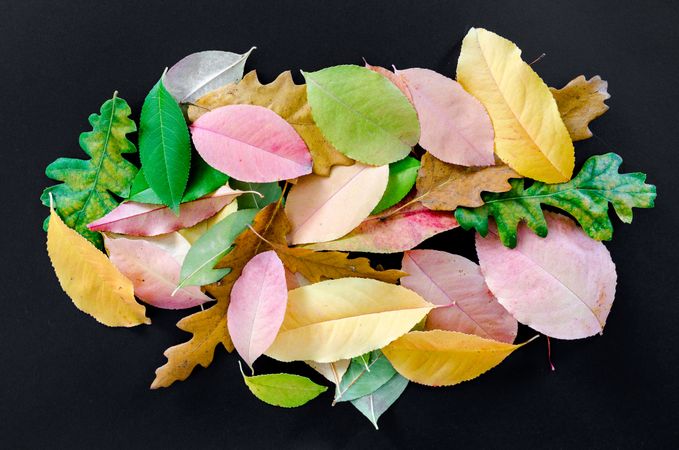Heap Of Autumn Leaves On Black Background Photo