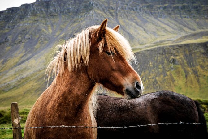 Horse Standing Near Barb Wires Photo