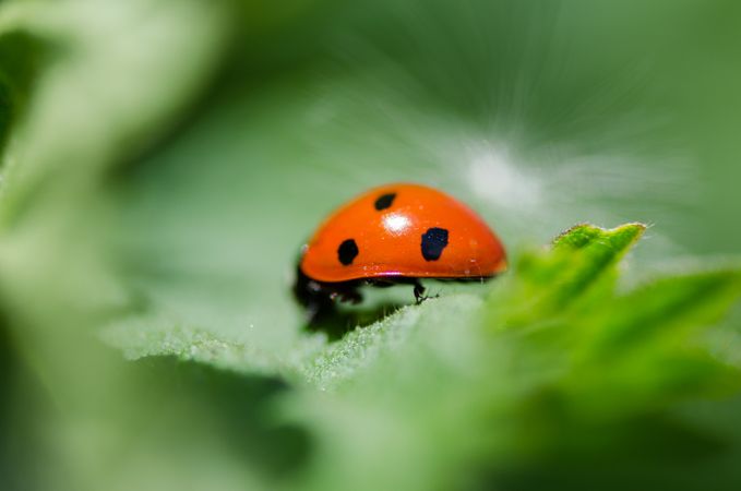 Ladybug On Green Leaf Photo