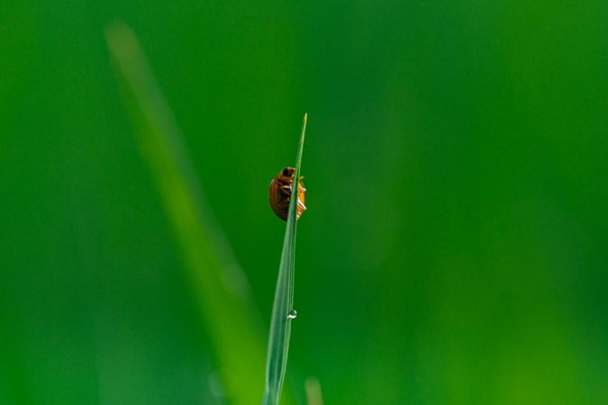 Ladybug Walking Up On Leaves Photo