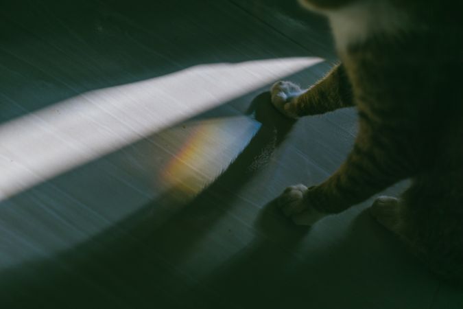 Little Legs Of Cat Photo