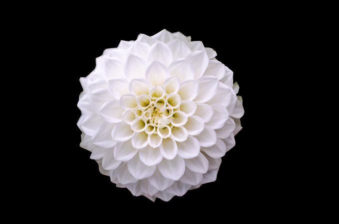 Macro Shot Of White Dahlia Flower Photo