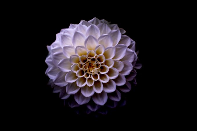 Micro Photo OF White Dahlia Flower Photo