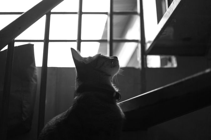 Monochrome Photo Of Cat Photo