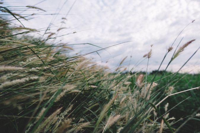 Perennial Grasses Photo