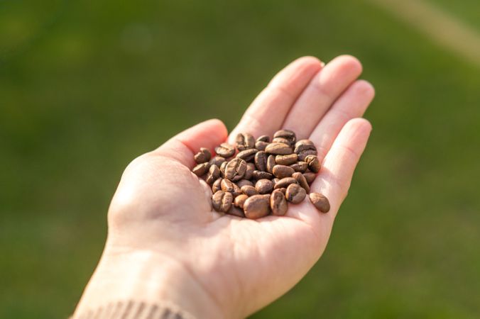 Person Holding Coffee Beans Photo