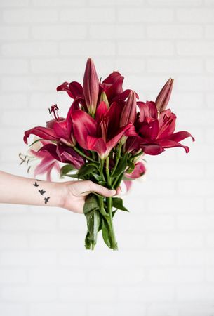Person Holding Maroon Stargazer Flowers Photo