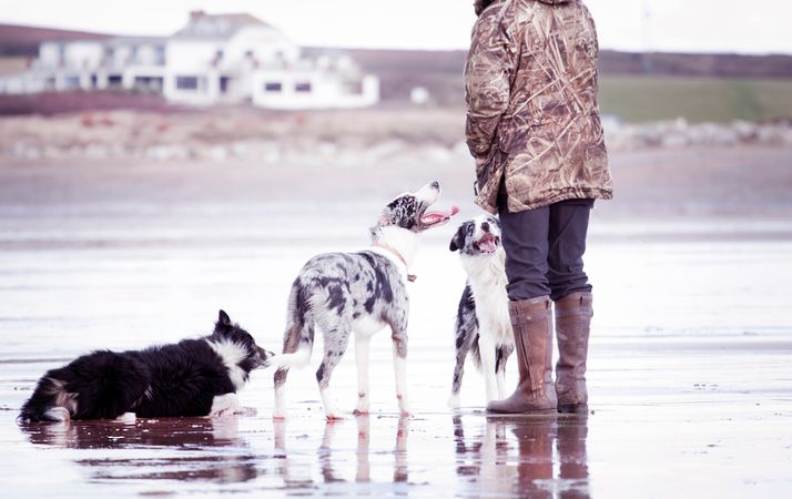Person Together With Dogs In Shallow Focus Photography Photo