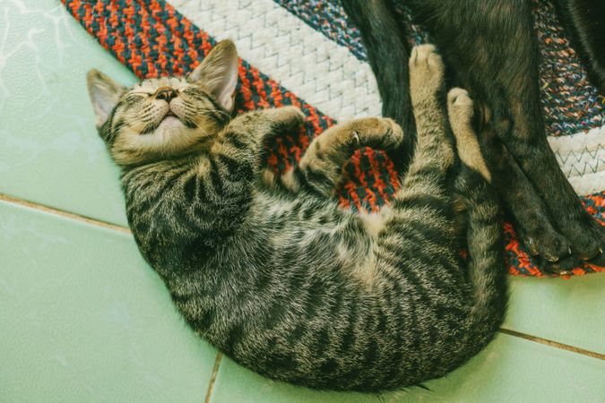 Photo Of Brown Tabby Cat On White Tile Floor Photo