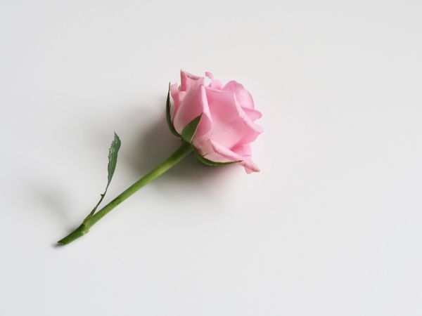 Photo Of Pink Rose On White Surface Photo