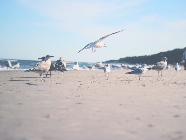 Photo Of Seagulls On Beach Photo
