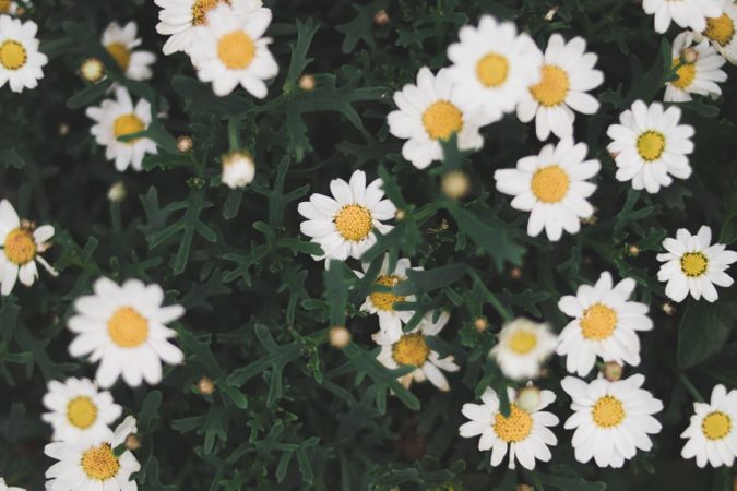 Photograph Of Daisy Flower Photo