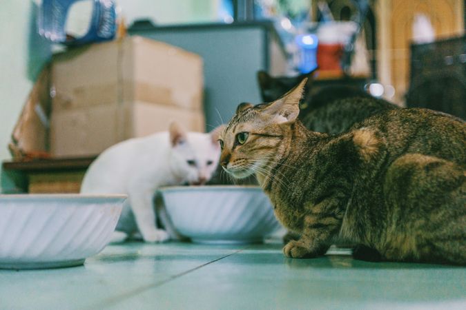 Photography Of Two Cats Photo