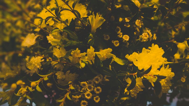 Photography Of Yellow Flowers In Garden Photo