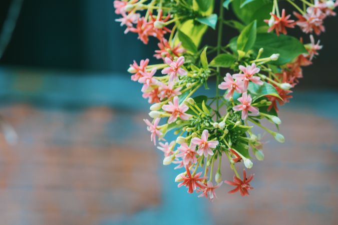 Pink Flower UpSide Down Photo