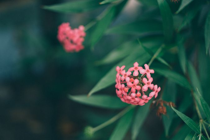 Pink Flowres Near Green Leaves Outdoor During Daytie Photo