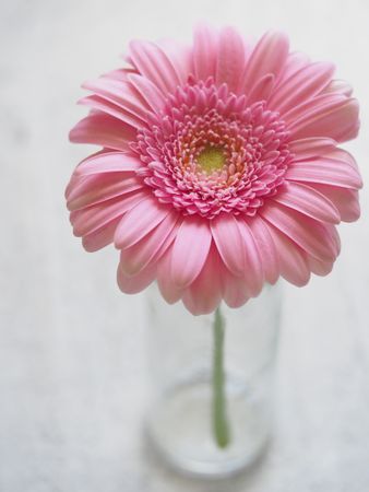 Pink Gerbera Flower In Closeup Photography Photo