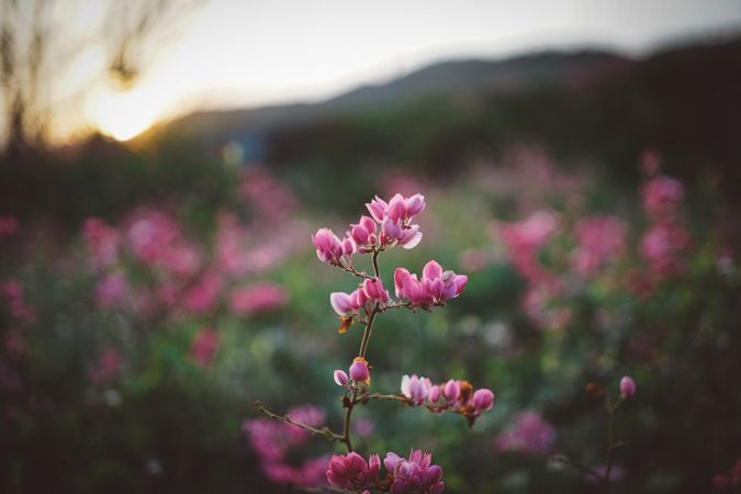 Pink Petal Flower Photo